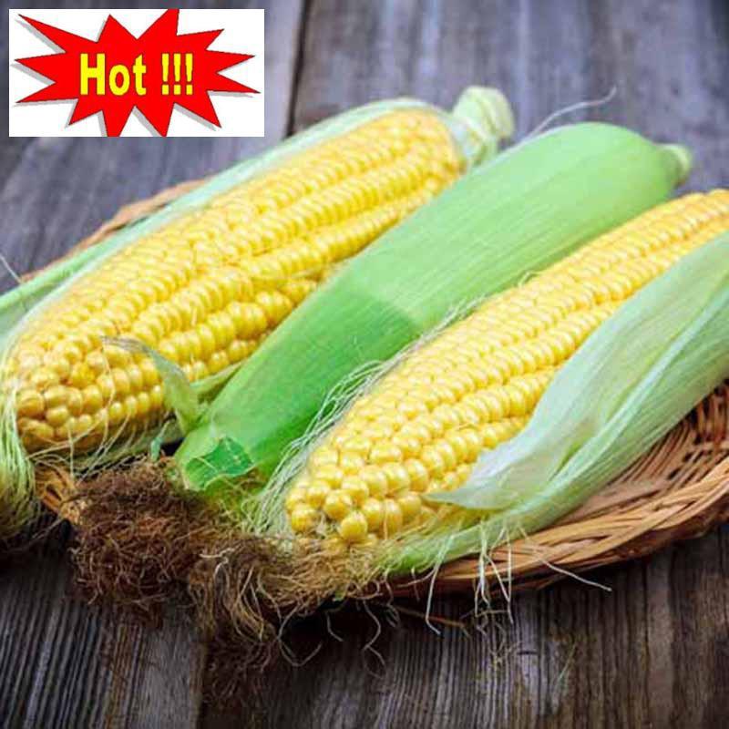 Hạt giống bắp ngọt, ngô ngọt Mỹ 5gr