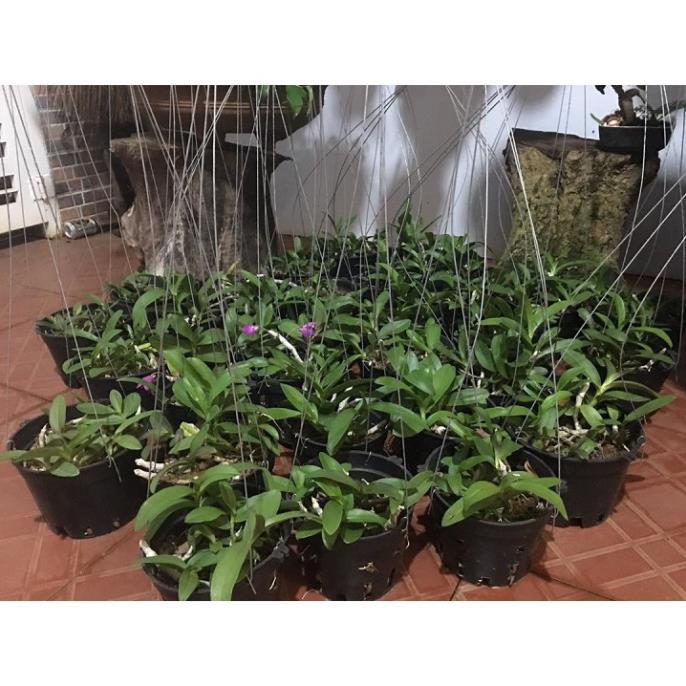 Hoa lan trầm tím điện biên