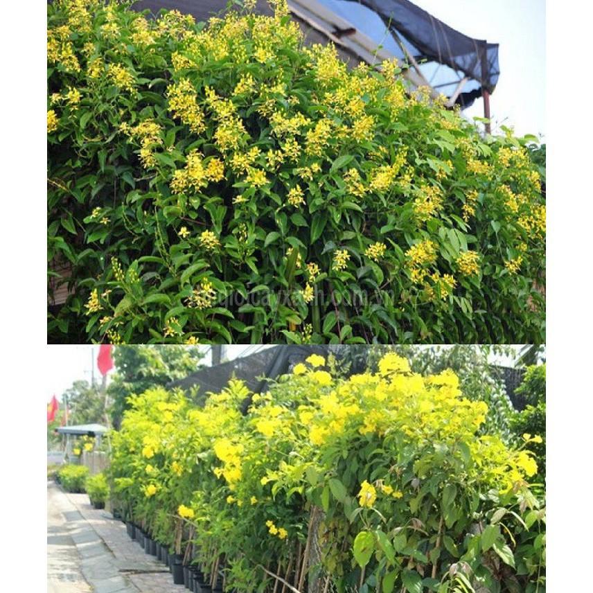CHẬU HOA LEO HOÀNG YẾN VÀNG BẦU LỚN