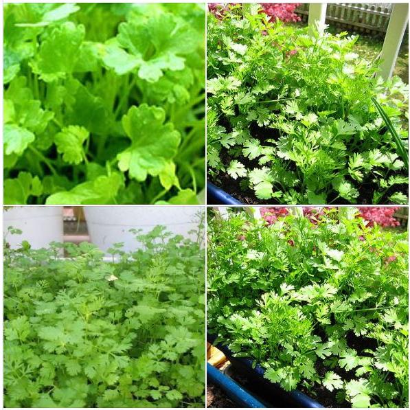 Hạt giống Ngò Rí Bạc Liêu ,mùi tàu dể trồng f1- Gói 20gram-tặng kèm gói phân bón lót