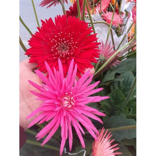 COMBO 5 CÂY GIỐNG HOA ĐỒNG TIỀN CỔ CÁNH KÉP