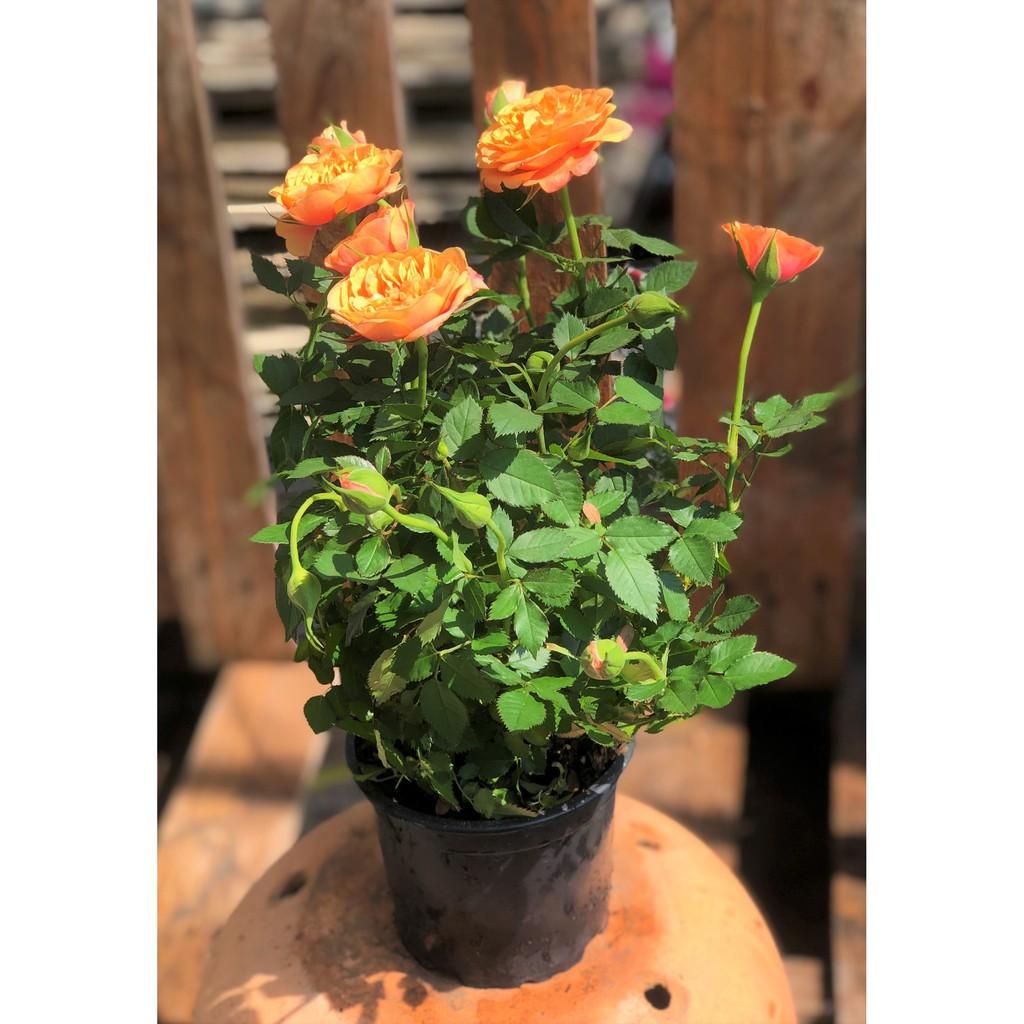 Chậu Hồng siêu nụ màu cam cá hồi