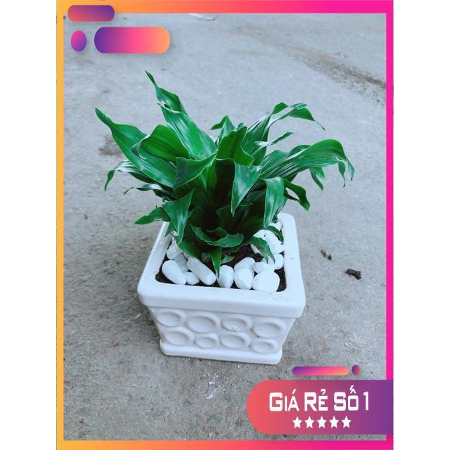 Chậu Cây Phát Tài