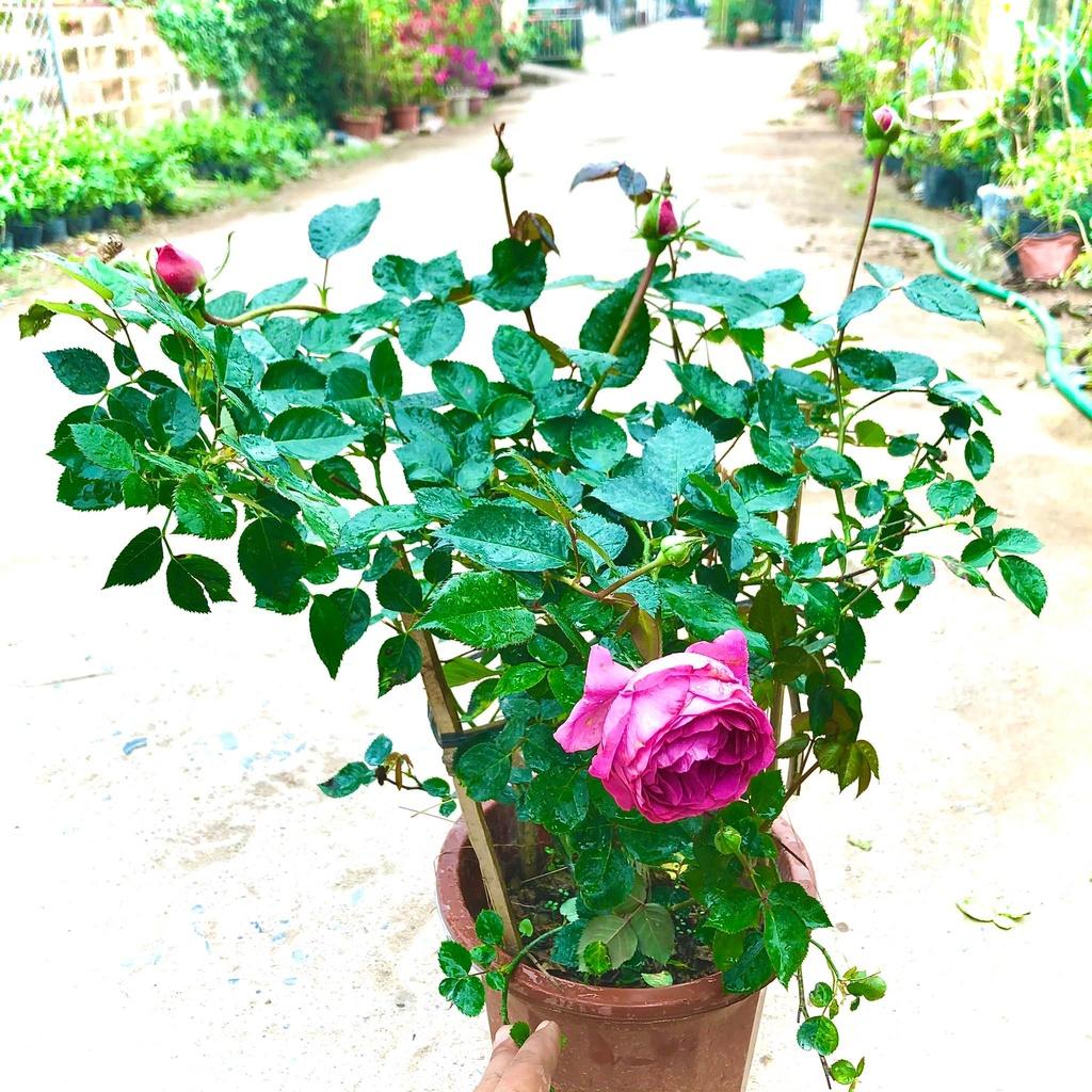 Cây hoa hồng Lafont trưởng thành đang nụ và hoa cao 60-70cm
