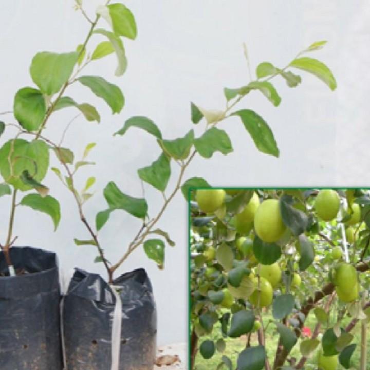 Cây giống Táo Đào Vàng cây giống chuẩn hàng F1 sai quả, năng suất cao