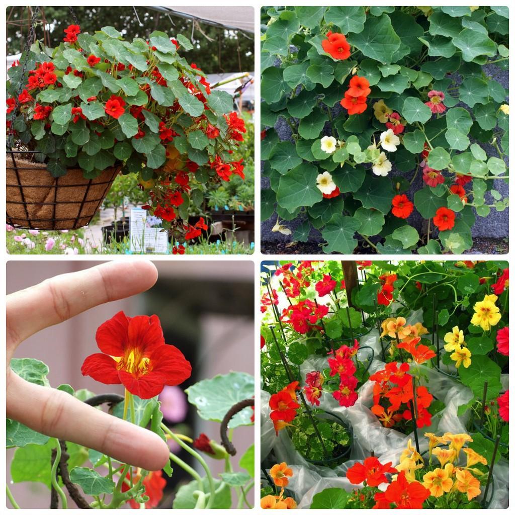 307A Hạt Giống Sen Cạn Lùn Mix Màu
