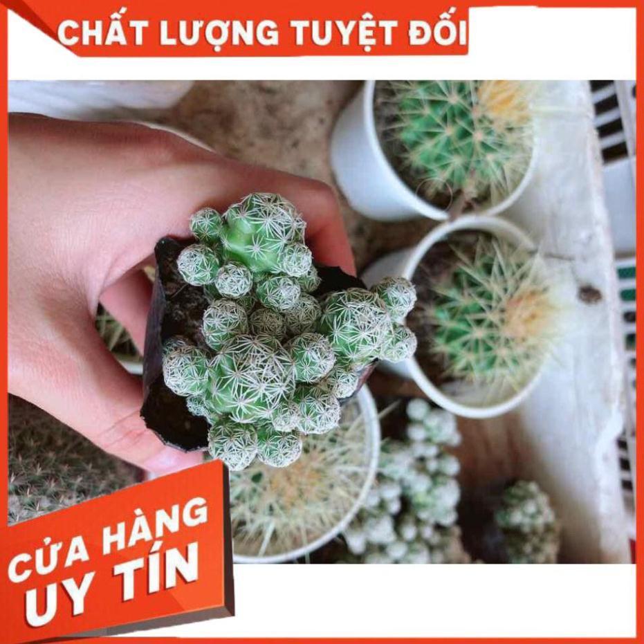 Xương rồng trứng chim kèm chậu Nhiều Người Mua
