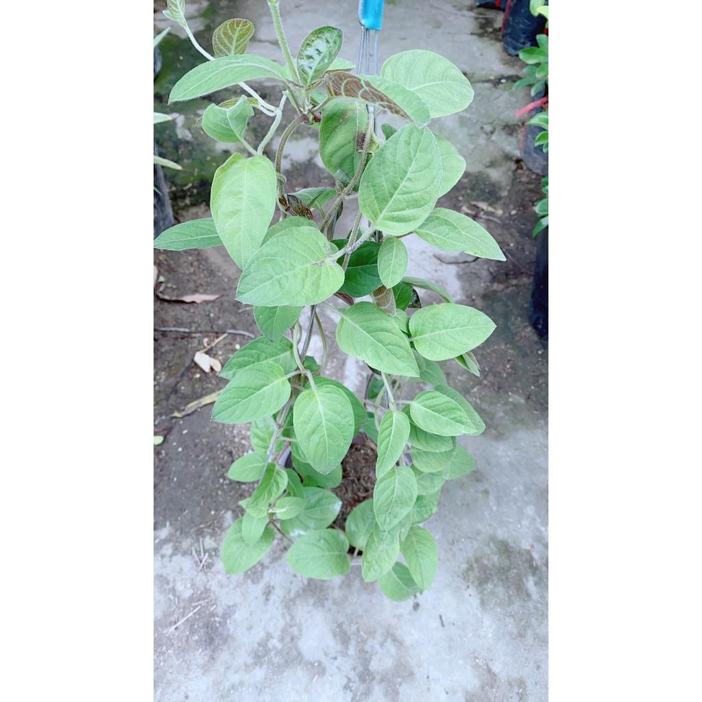 03 Cây Giống Lá Mơ Lông Gia Vị 981SP 946sp