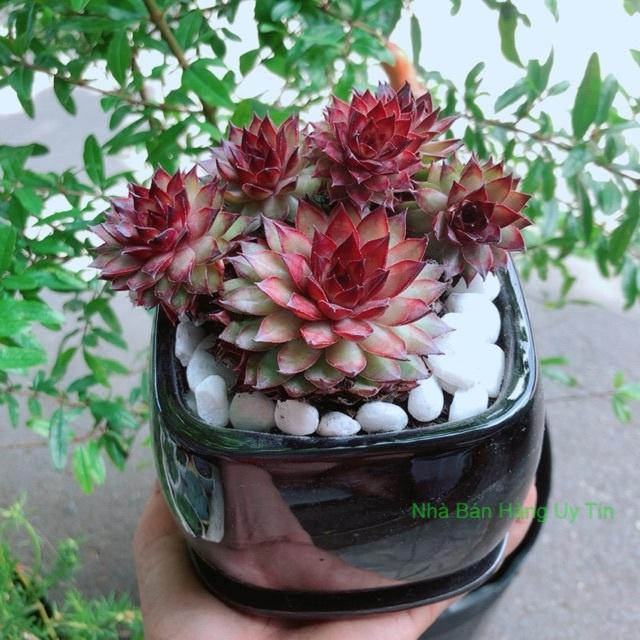 Chậu Cây Phật Bà Đỏ