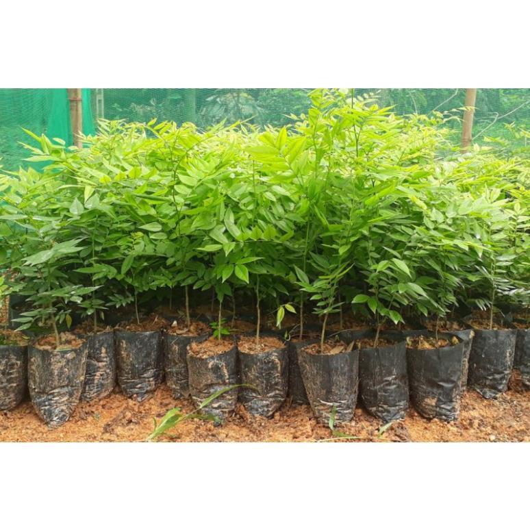 CÂY SƯA ĐỎ GIỐNG cây giống thuần chủng f1