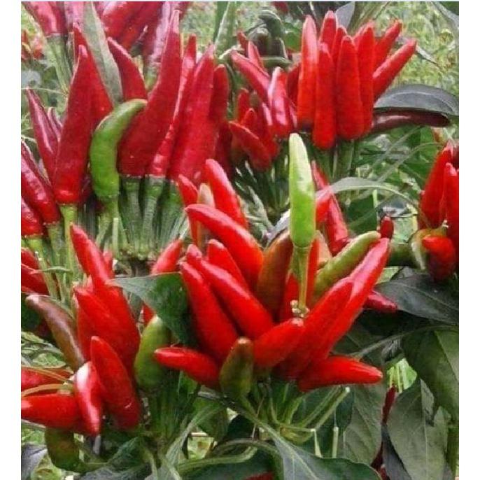 Hạt giống ớt chỉ thiên chùm đỏ siêu cay KNS3369 - Gói 30 hạt