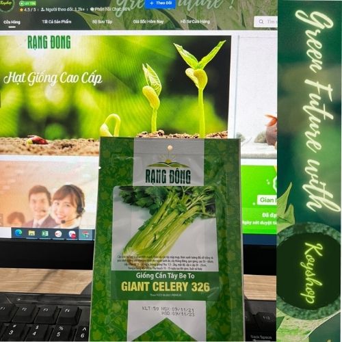 Hạt giống cần Tây Bẹ To - GIANT CELERY 326- Rạng Đông, Giống mới, Thân mập mạp, Cây Thẳng đứng, gọn gàng