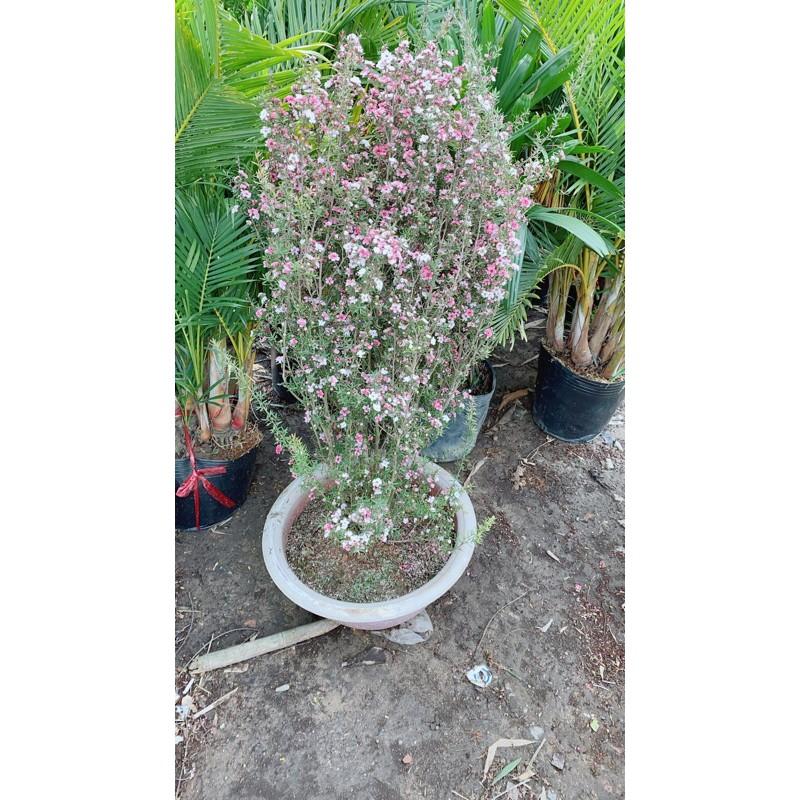 Nhất Chi Mai Cao 1m