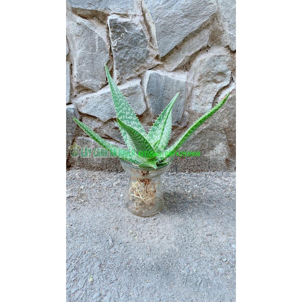 Chậu Cây Nha Đam Thái