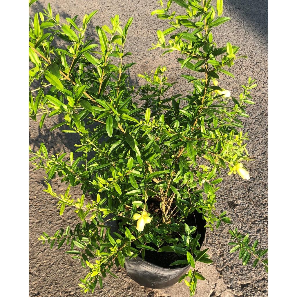 Cây lựu Thái ăn trái hoa màu trắng cao 90 - 100 cm