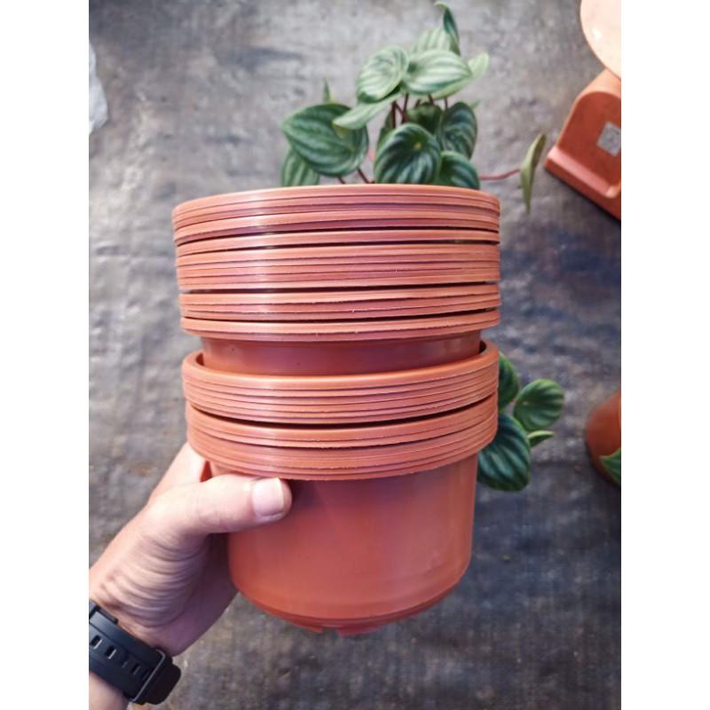 Chậu nhựa trồng cây size 15cm