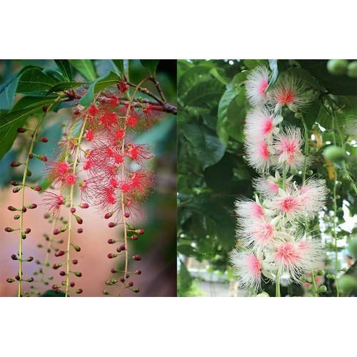 CÂY GIỐNG CÂY LỘC VỪNG-CÂY PHONG THỦY TÀI LỘC - CGCL
