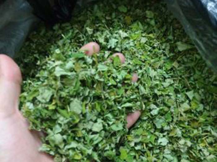 Hình ảnh Chùm ngây sấy khô (Gói 1kg)