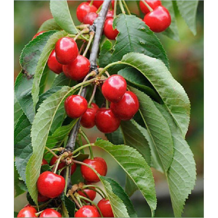 Hạt giống Cây Ăn Trái Cherry Đỏ 10 hạt/gói ( tặng kèm 3 viên nén kích mầm )