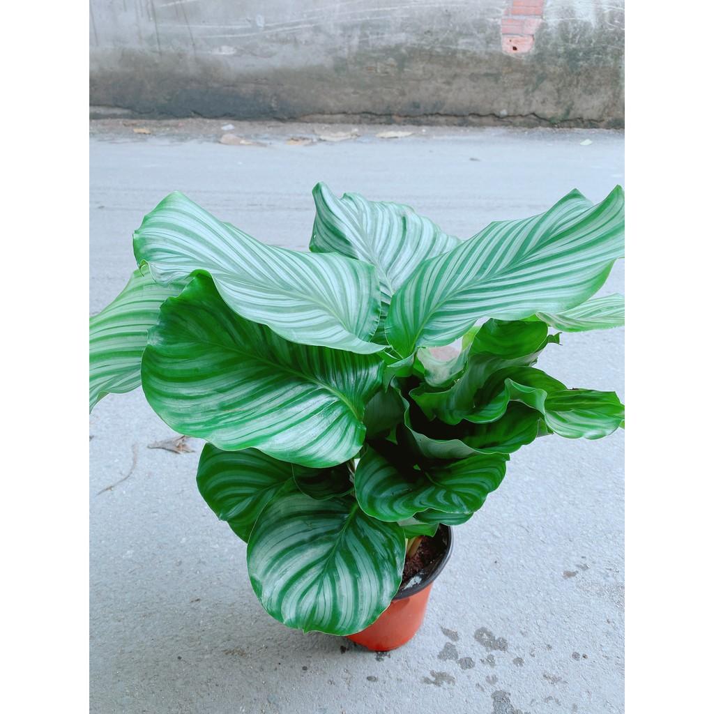 Cây Đuôi Công Táo Xanh Lá To Tròn