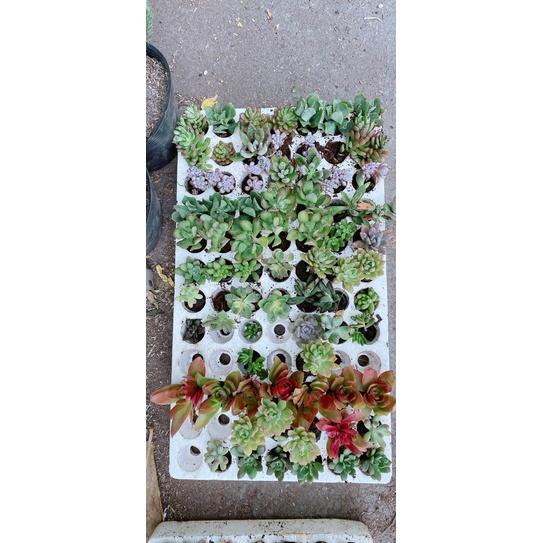 Sen Đá Vỉ 84 Cây