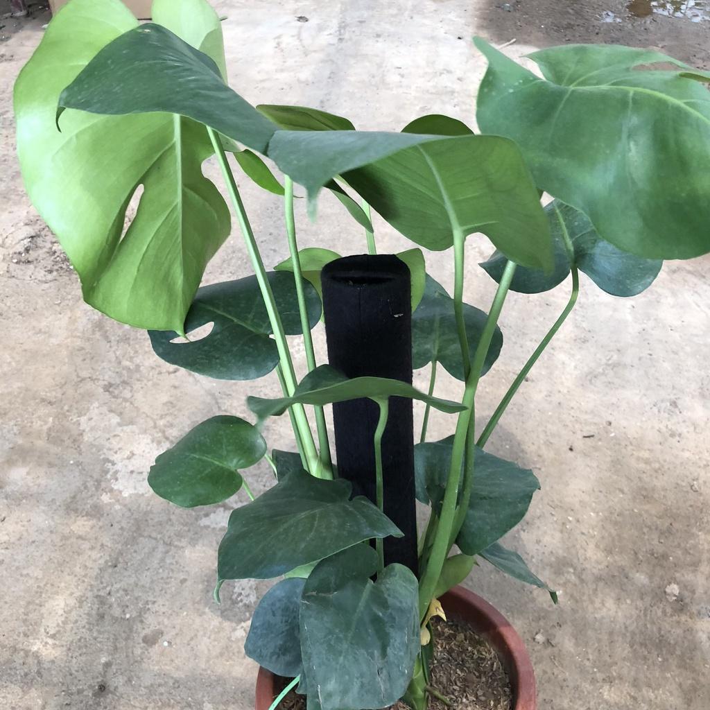 Cây trầu bà Monstera size to, Chiều cao 50cm lá rách bắt mắt gốc to chắc khỏe dễ chăm sóc thích hợp trang trí nội thất