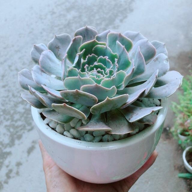 Chậu Sen Đá Bắp Cải Tím