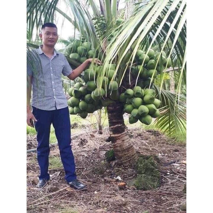 Cây Dừa Xiêm Dứa Lùn Giống