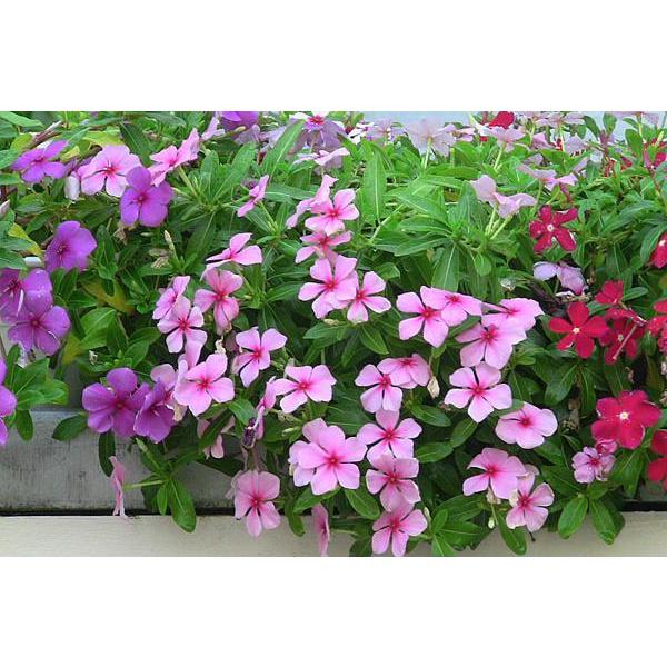 Hạt giống hoa dừa cạn lùn mix nhiều màu ngẫu nhiên, nhanh ra hoa, nảy mầm tốt, dễ trồng