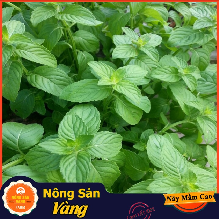 Hạt giống Cây Bạc Hà, Bạc Hà Cay Peppermint ( Gói 100 Hạt ) - Nông Sản Vàng