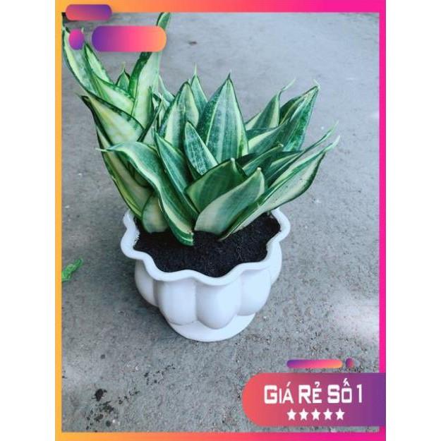 Chậu Lưỡi Hổ Thái