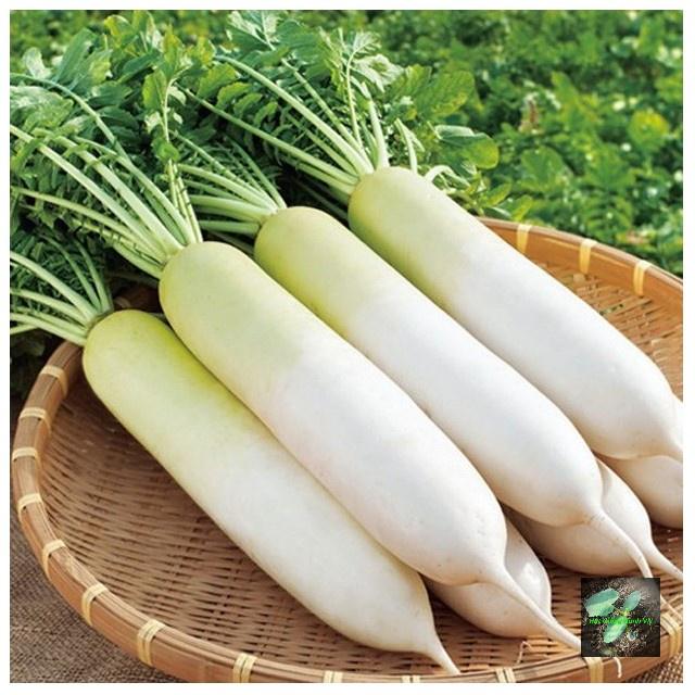 Hạt giống Củ Cải Trắng, đóng gói 20gr , dễ trồng, năng suất cao