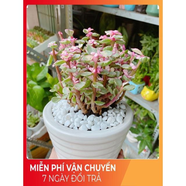 Chậu Đô La Hồng