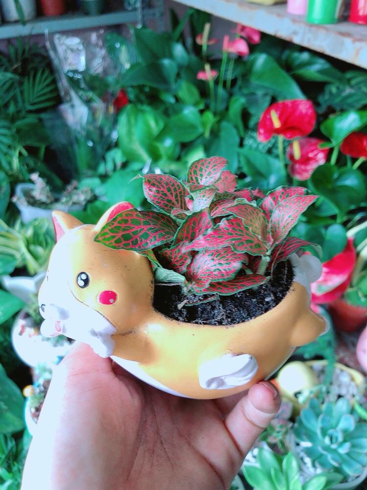 Chậu Cây Cẩm Nhung Đỏ