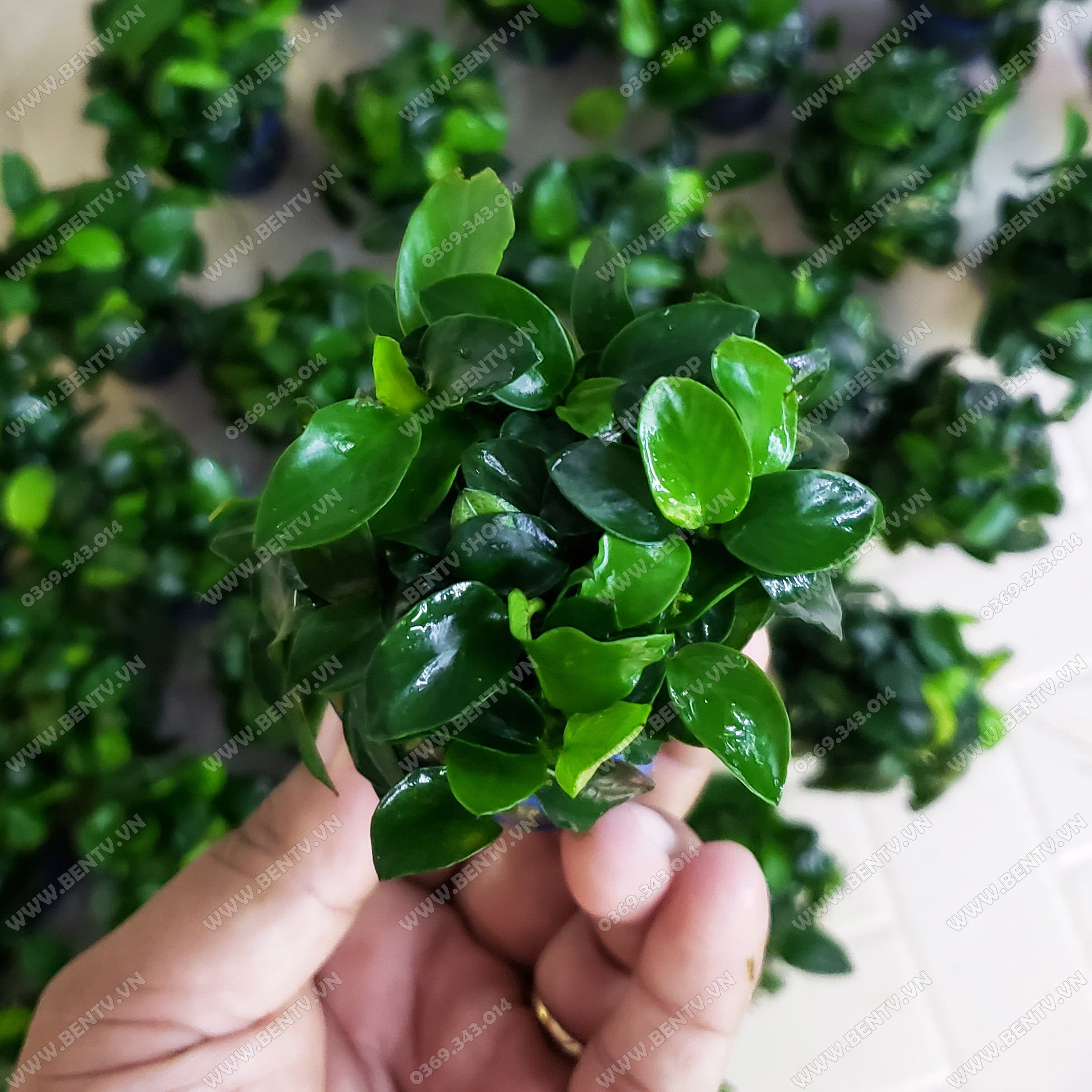 Ráy Nana Petite - Cây Thủy Sinh Đẹp Dễ Trồng