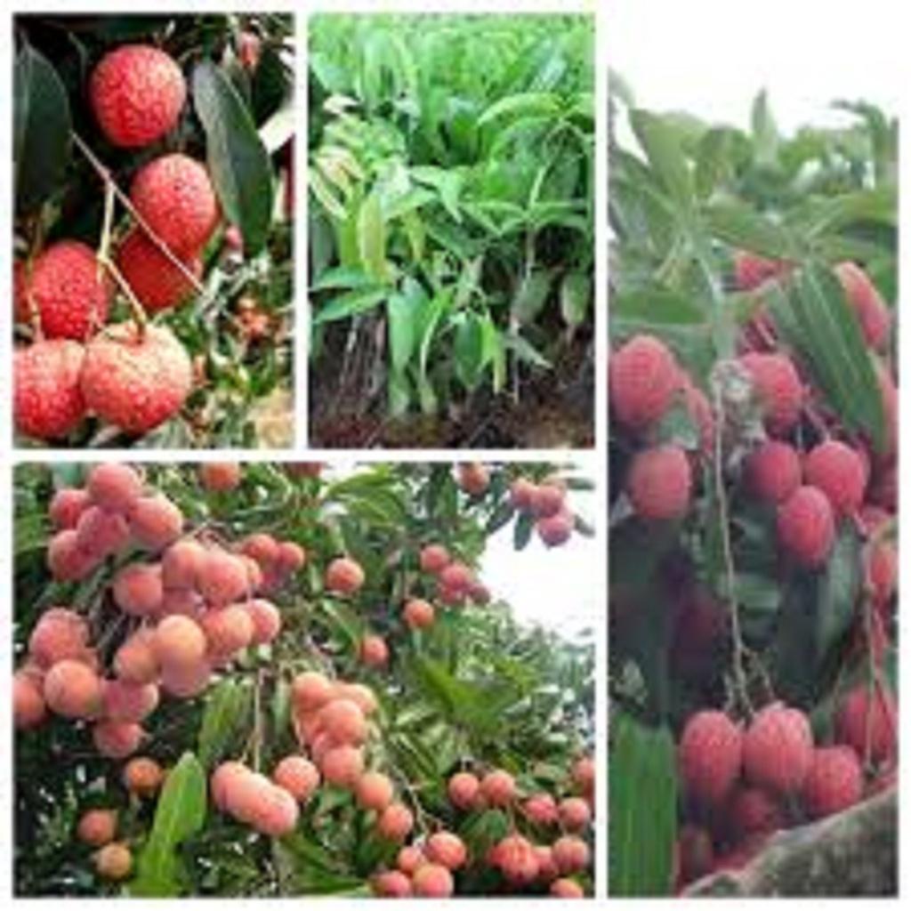 Cây giống Vải không hạt SIÊU SỚM.
