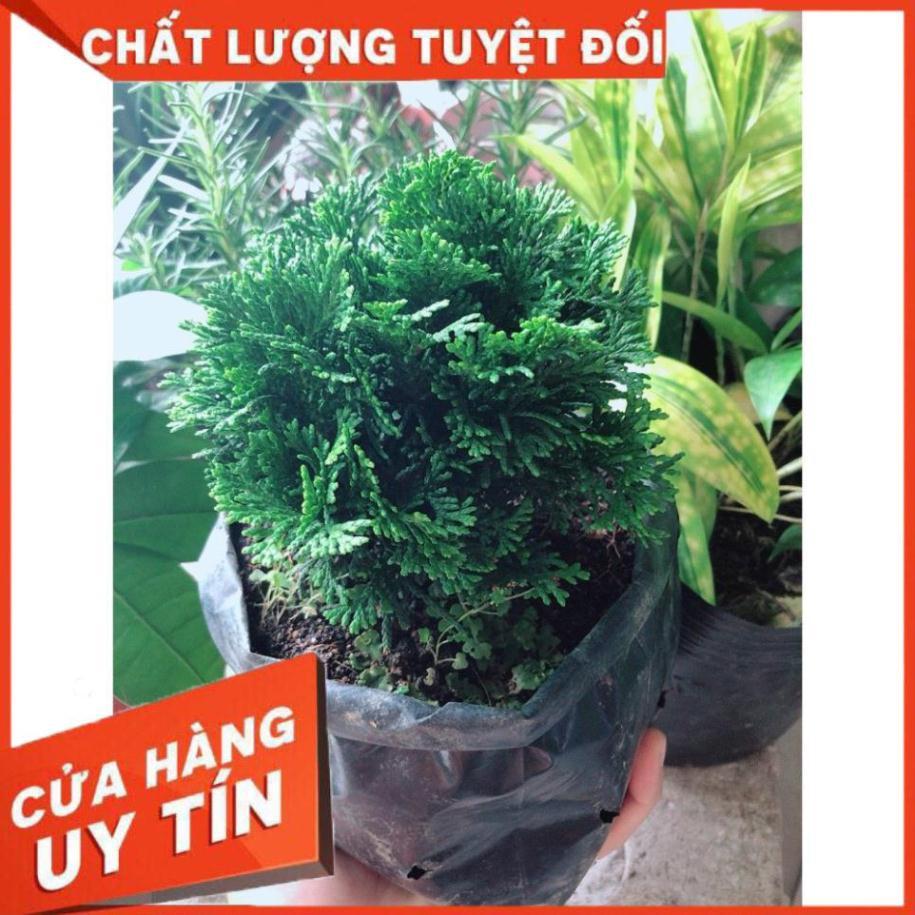 Cây Tùng Trắc Hay Trắc Tùng