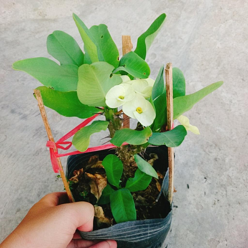 Xương Rồng Bát Tiên - cây cảnh để bàn + tặng phân bón cho cây