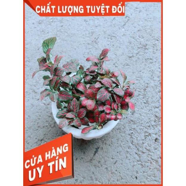 Chậu Cẩm Nhung Đỏ