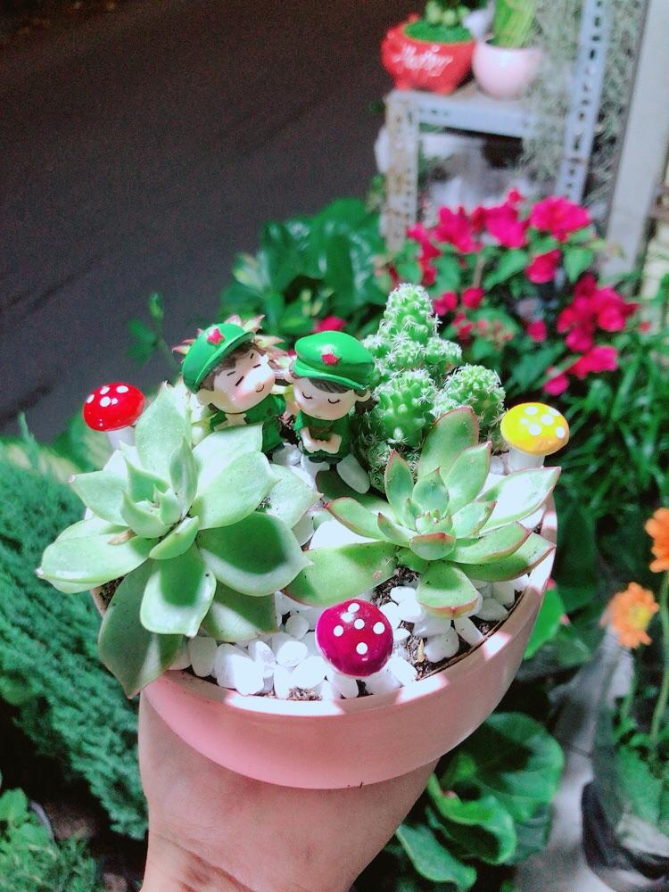 Chậu Cây Sen Đá Xương Rồng Tiểu Cảnh