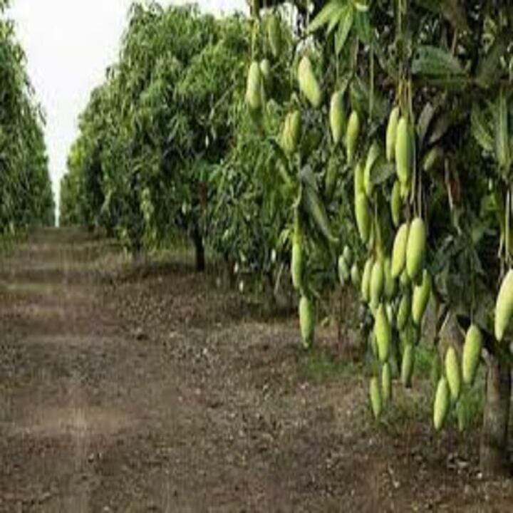 Cây giống XOÀI TỨ QUÝ - Giống chuẩn F1 - Siêu sai quả ngon,ngọt
