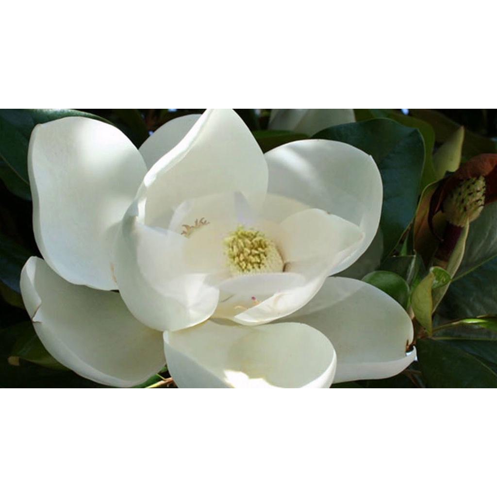 HOA DẠ HỢP HƯƠNG TRẮNG  - cây giống lớn