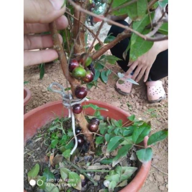 Sản phẩm NHO THÂN GỖ