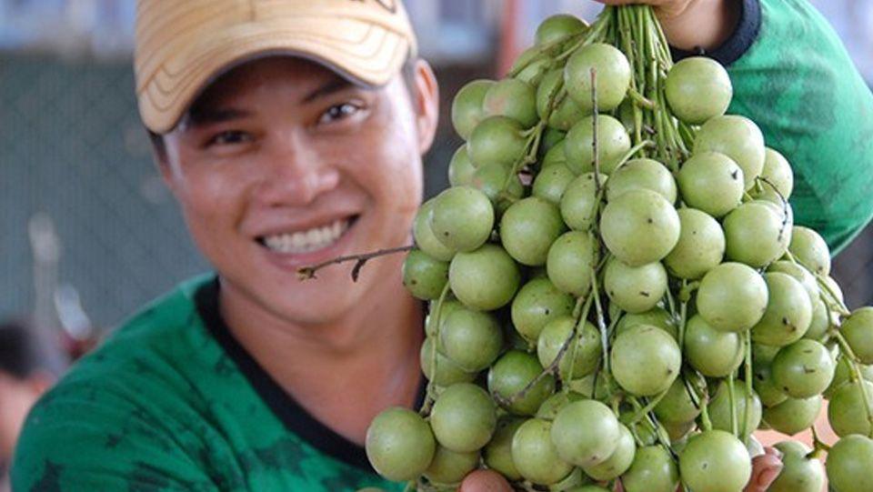 CÂY GIỐNG DÂU DA XANH (cây ghép) ( SIÊU TRÁI, SAU 2 NĂM THU HOẠCH)