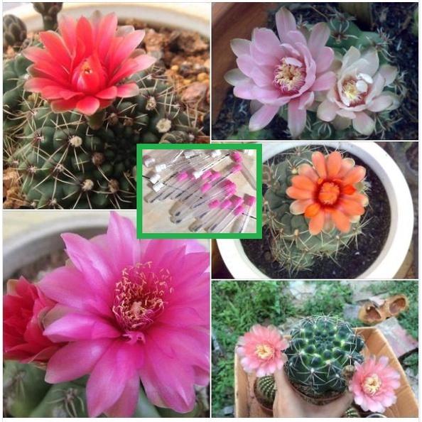 Hạt giống hoa xương rồng nhiều màu  - Gói 20 hạt