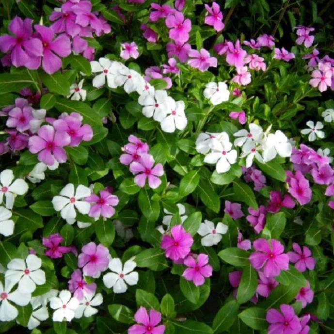 CHẬU HOA DỪA CẠN SIÊU ĐẸP