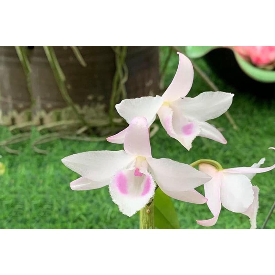 Cốc lan phi điệp đột biến 5 cánh HỒNG YÊN THỦY, hoa cực đẹp, cực hiếm, hàng gieo hạt, cây y hình