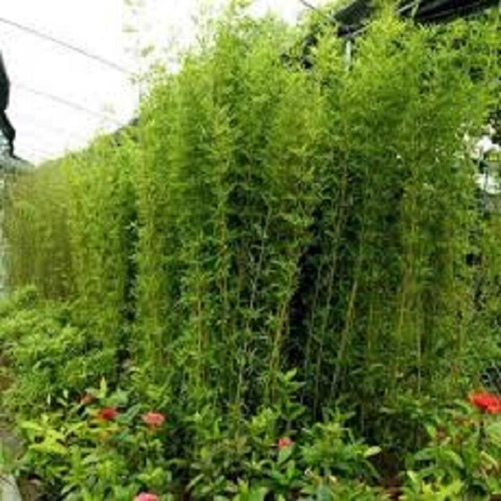 CÂY GIỐNG TRÚC QUÂN TỬ,CAO 2M