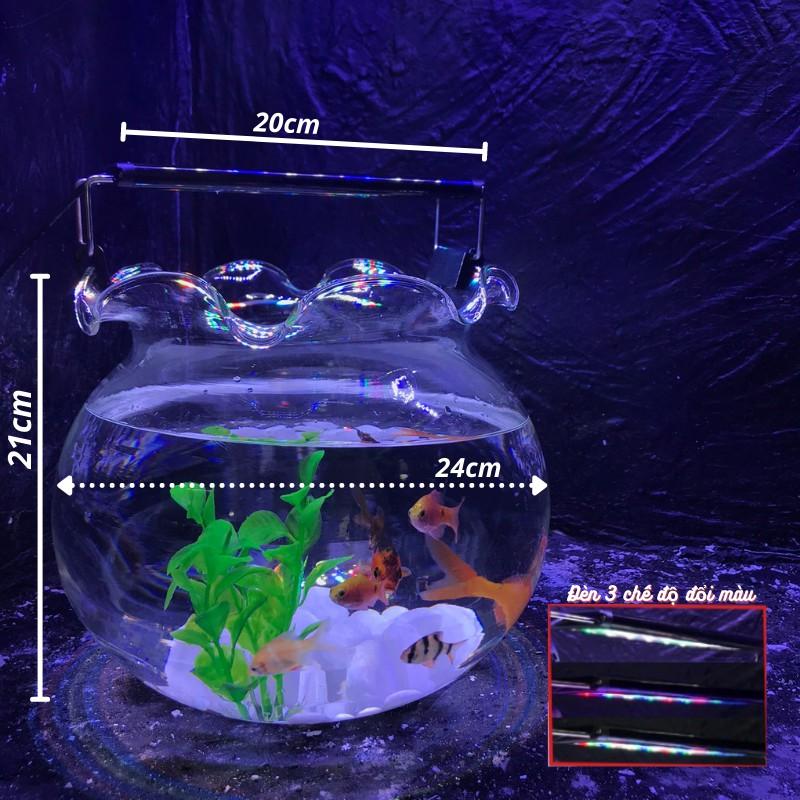 Bể cá mini tai bèo COMBO Hồ Đèn, châu cá thủy sinh tặng phụ kiện trang trí