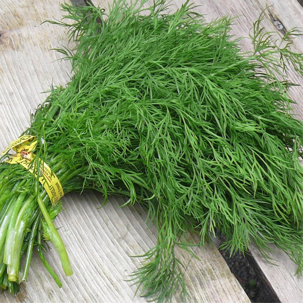 Hạt giống thì là dể trồng f1-gói 20 gram-tặng kèm gói phân bón lót